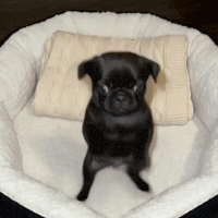 Dogmeme Celebrating GIF by TruRebels