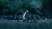 GIF by NETFLIX