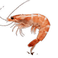 valiyazheekalunofficial prawn prawns valiyazheekalunofficial prawndance Sticker