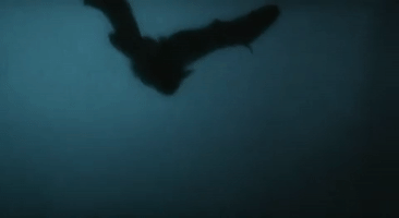 Phantom Der Nacht Vampyre GIF