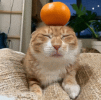 Cat Pet GIF