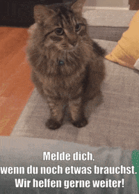 unsereoebb cat katze oebb weltkatzentag GIF