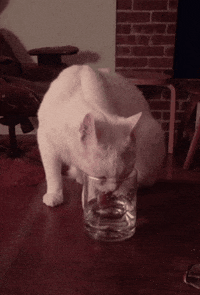 cat drinking GIF by Gottalotta