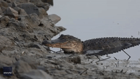 Gorgeous Alligator Struts Across Road at South Carolina State Park