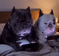 Dogs Texting GIF