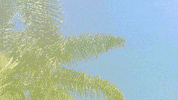avaylen art skate surf street GIF