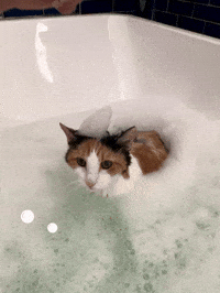 Bathing Calico Cat GIF