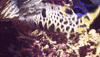 WeAreWater love kiss ocean turtle GIF