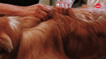 Dog Massage