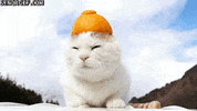 cats see GIF