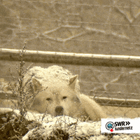 Snow Winter GIF by SWR Kindernetz