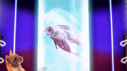 cat kitten GIF by Power Rangers