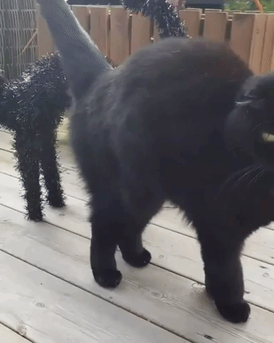 Black Cat Investigates Halloween Doppelgänger