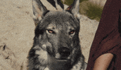 Wolf GIF by Lobos 1707 Tequila