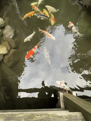 Japan Japanese GIF by EDGARDUDE