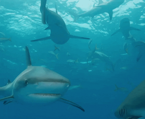 Discovery Sharks GIF by Shark Week