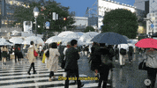shibuya crossing japan GIF