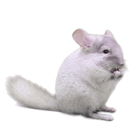 cuteness eat GIF by MINI Italia