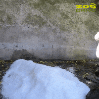 zoo_brno fun jump joy bear GIF