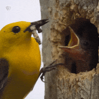 Hungry Pbs Nature GIF by Nature on PBS