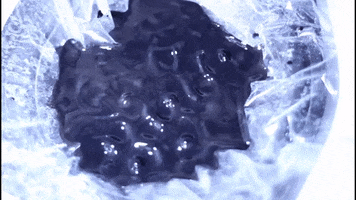 Frequencies GIF