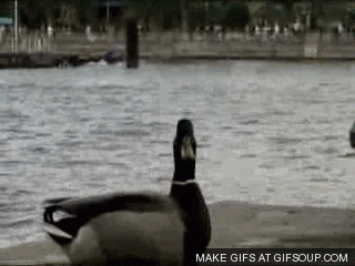 duck GIF