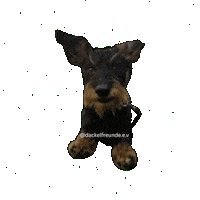 dackelfreunde dog dachshund hund doxie Sticker
