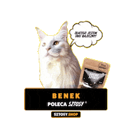 Cat Kot Sticker by Sztosy.co