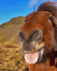 Funny Horse GIF