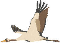 Illustration Bird Sticker