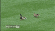 regularseason omg GIF by MLB