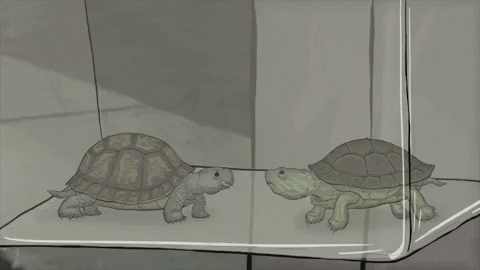 season 1 cats GIF by Animals