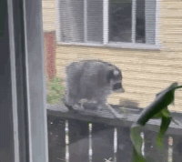 Raccoon GIF by the innernette