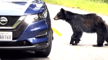 Curious Bears Check Out Car