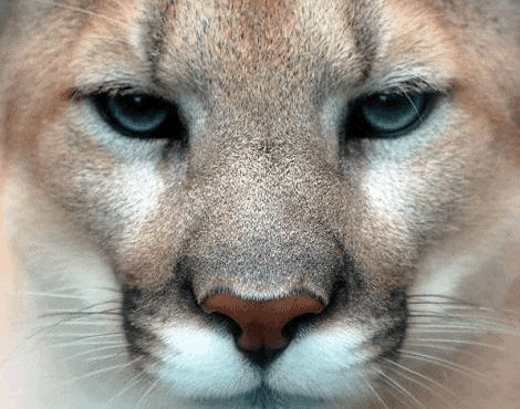 Cougar Gif Restricted-cougar GIFs - Get the best GIF on GIPHY