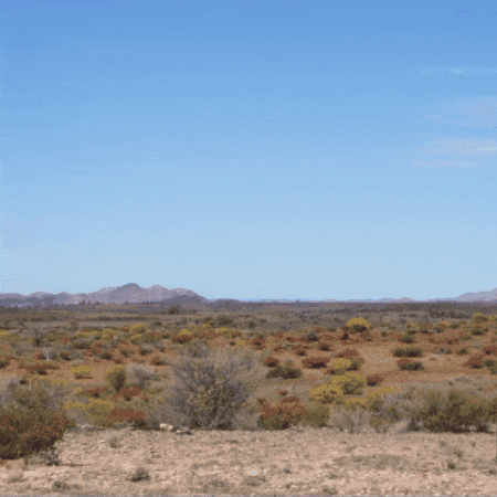 Big Bird GIF by TeaCosyFolk