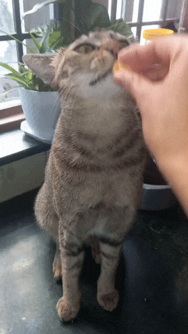 Cat Yummy Hungry Teasing Food Cutecat Feed GIF