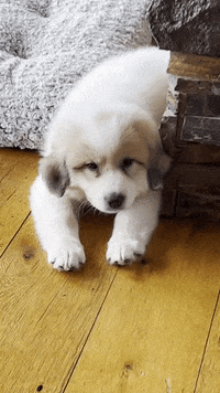 Dogs Love GIF by Real Food RN