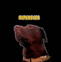 IdeasMolonas chocodog GIF