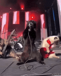 Cat GIF
