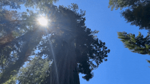 waldenboy giphyupload GIF