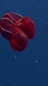 Into The Deep Jelly GIF by Monterey Bay Aquarium