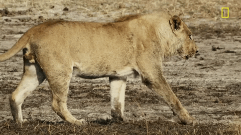 Nat Geo Savage Kingdom GIF by National Geographic Channel