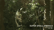 bbc cute animal jump bbc GIF