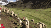 CampoAlpaca peru mountains campo alpaca GIF