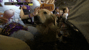 Lsu Tigers Dog GIF by NCAA Championships