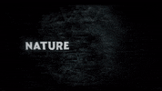 Shark Movie GIF by Signature Entertainment