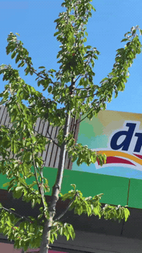 dm_cesko  GIF