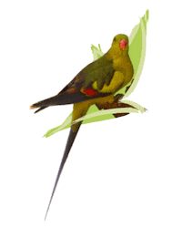 Endangered Species Australia Sticker by NSW Department of Planning, Industry and Environment