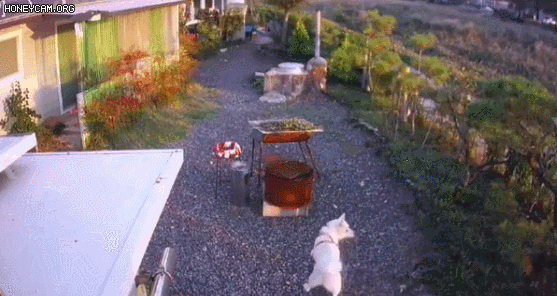 cuteanimalland giphyupload GIF